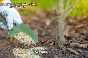 Elma Ağacı İçin Hangi Gübre Kullanılır?