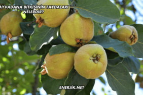 Ayvadana Bitkisinin Faydaları Nelerdir?