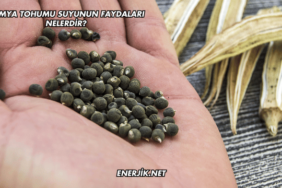 Bamya Tohumu Suyunun Faydaları Nelerdir?