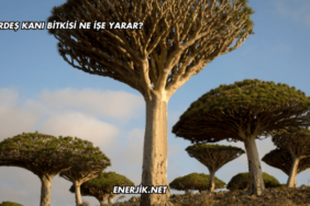 Kardeş Kanı Bitkisi Ne İşe Yarar?