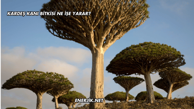 Kardeş Kanı Bitkisi Ne İşe Yarar?