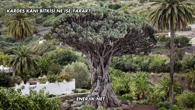 Kardeş Kanı Bitkisi Ne İşe Yarar?