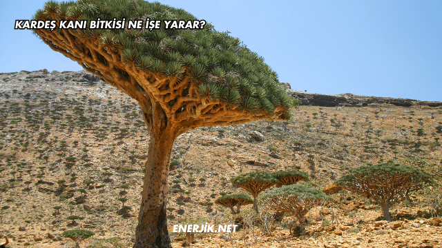 Kardeş Kanı Bitkisi Ne İşe Yarar?