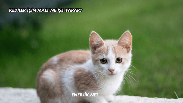Kediler İçin Malt Ne İşe Yarar?