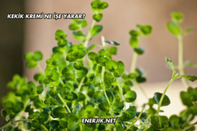 Kekik Kremi Ne İşe Yarar?