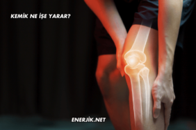 Kemik Ne İşe Yarar?