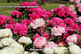 Şakayık Çiçeği Faydaları Nelerdir?