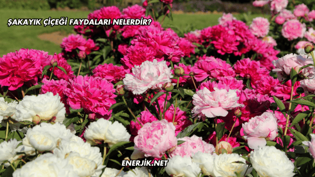 Şakayık Çiçeği Faydaları Nelerdir?
