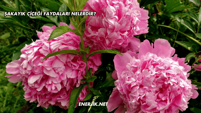 Şakayık Çiçeği Faydaları Nelerdir?